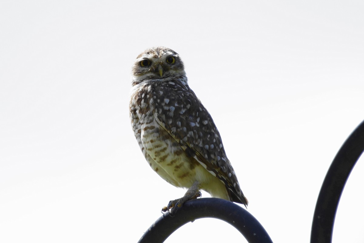 Burrowing Owl - ML72627851