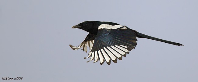 Oriental Magpie - Alister Benn