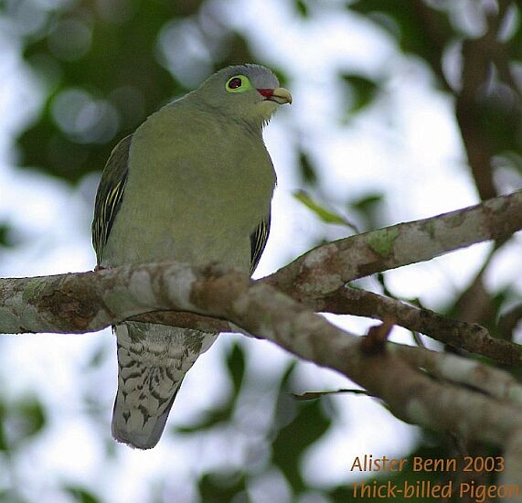 Крючкоклювый зелёный голубь (curvirostra) - ML726307