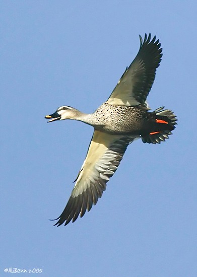 Indian Spot-billed Duck - Alister Benn