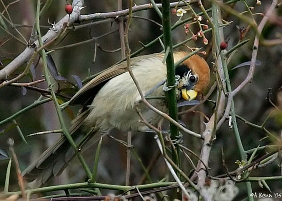 Spot-breasted Parrotbill - Alister Benn