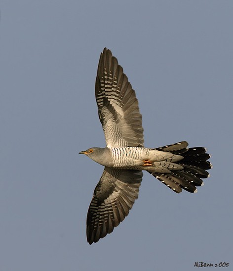 Common Cuckoo - Alister Benn