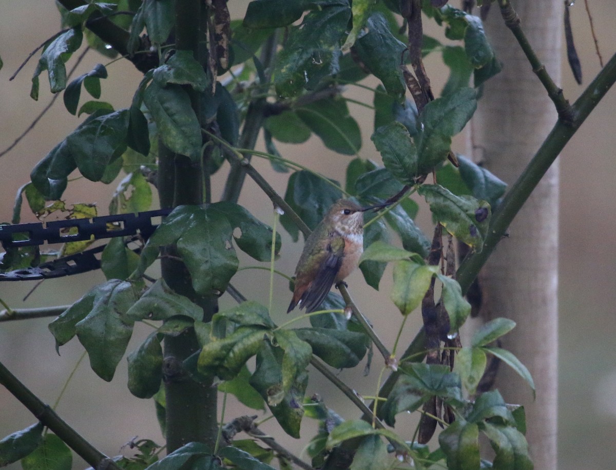 Rufous Hummingbird - ML72636351