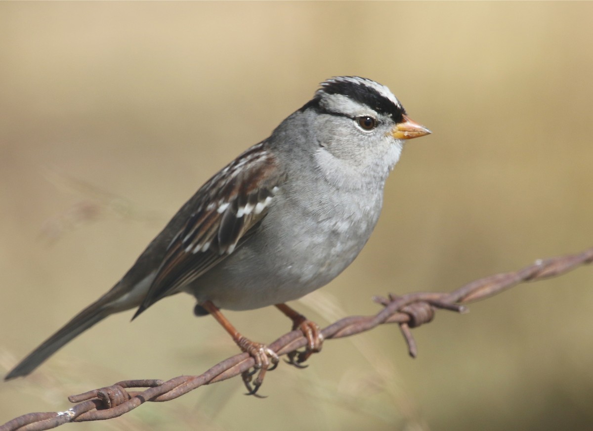 White-crowned Sparrow (Gambel's) - ML72636541
