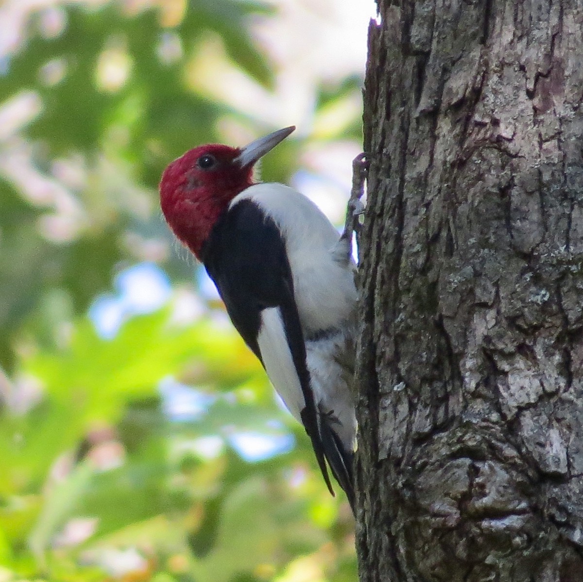 Red-headed Woodpecker - Yve Morrell