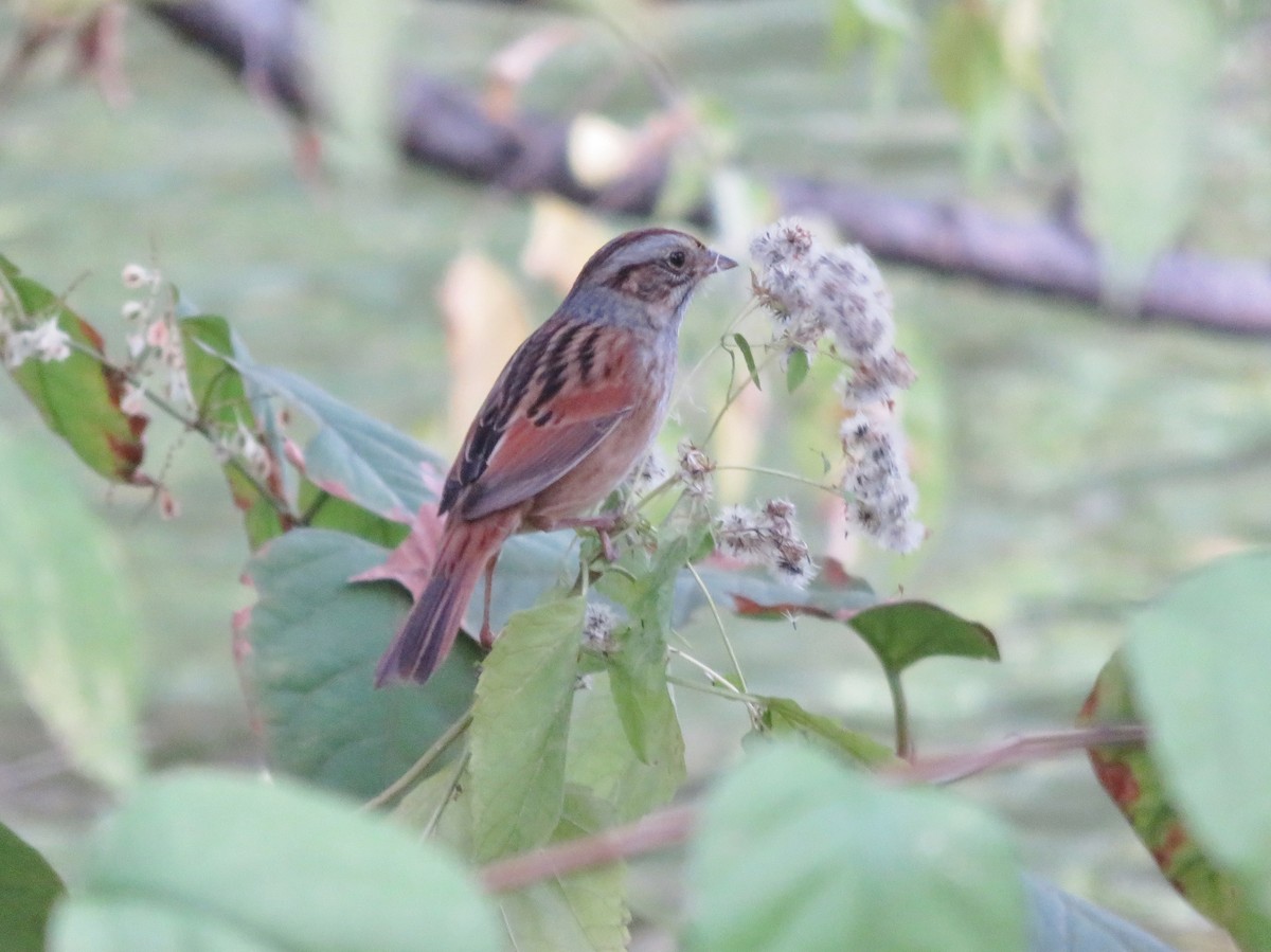 Swamp Sparrow - Kevin Topping