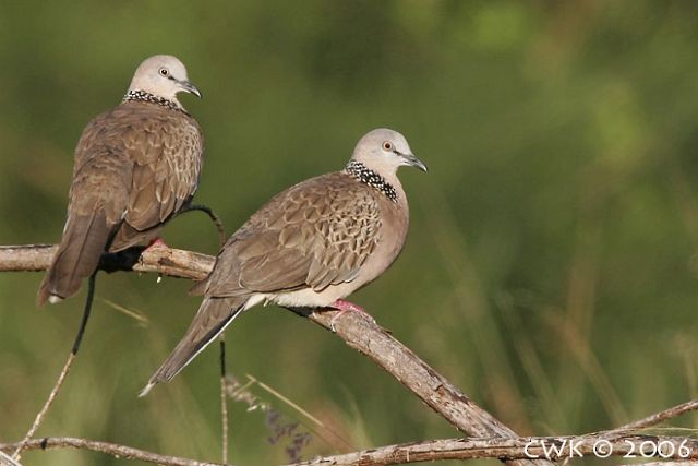 Spotted Dove (Eastern) - ML726413