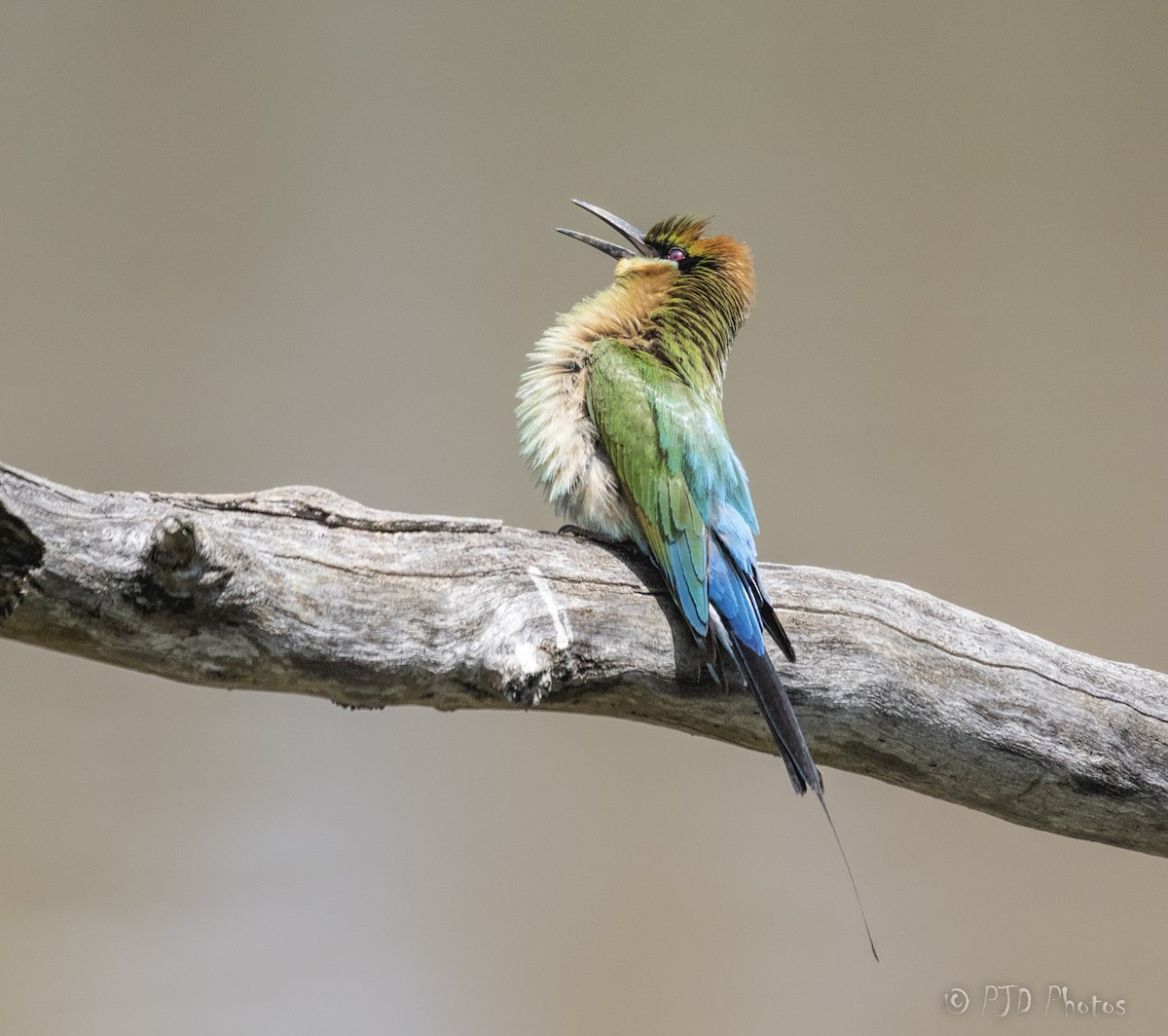 Rainbow Bee-eater - Jill Duncan &  Ken Bissett
