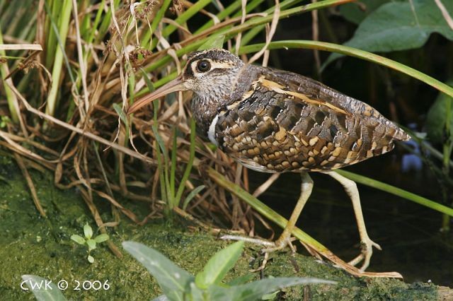 Greater Painted-Snipe - Weng Kwong Cheah