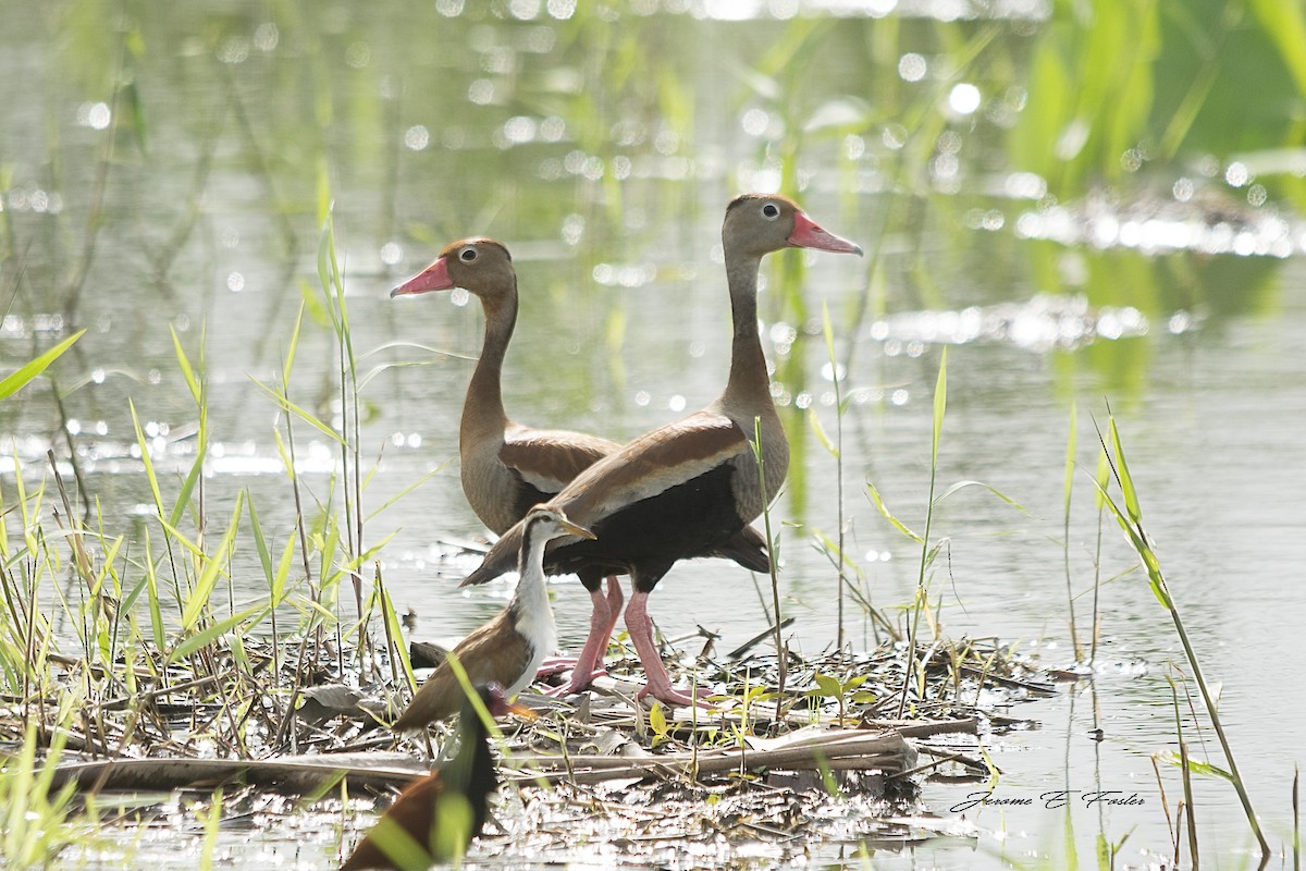 Black-bellied Whistling-Duck - Jerome Foster