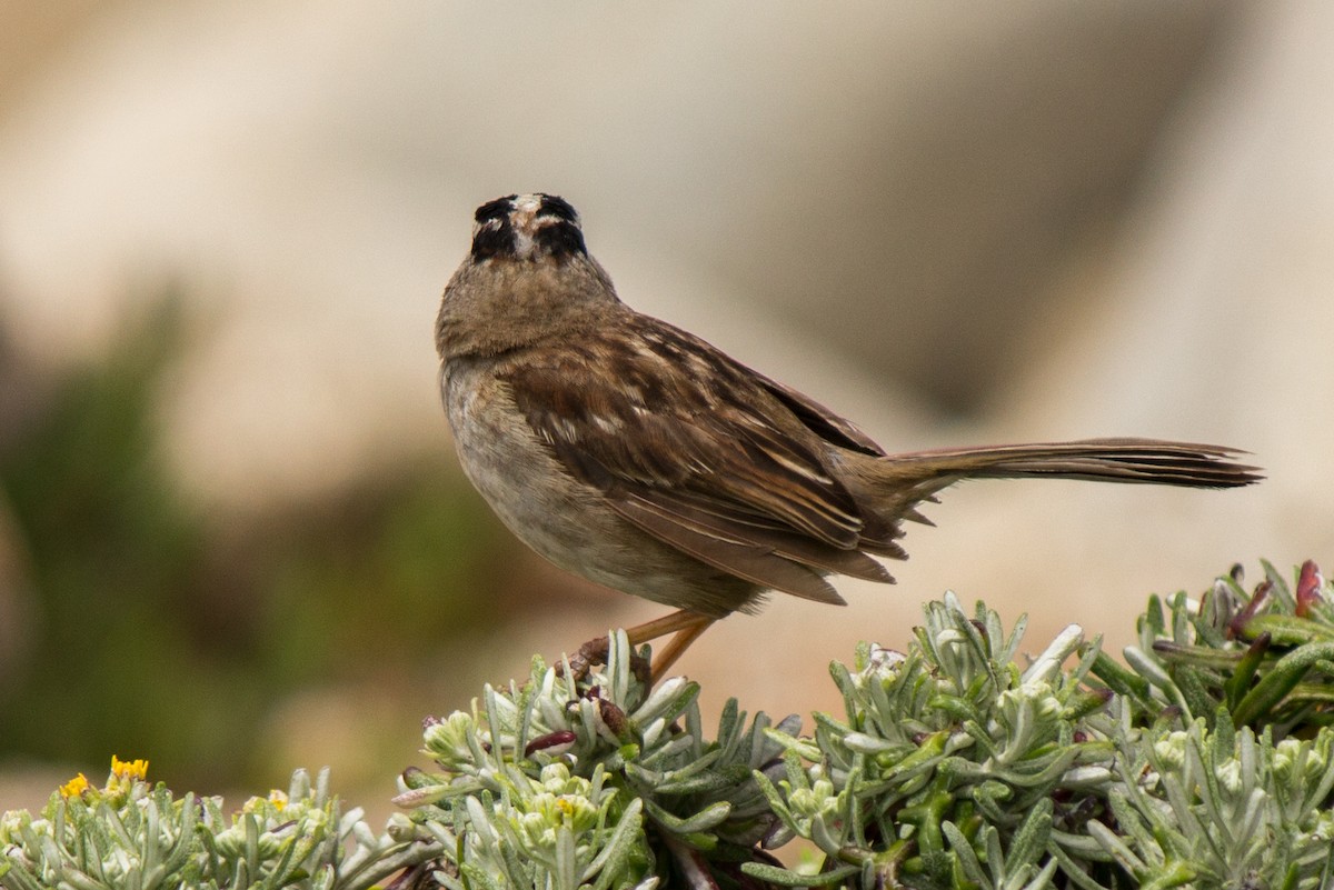 White-crowned Sparrow (nuttalli) - Carole Rose