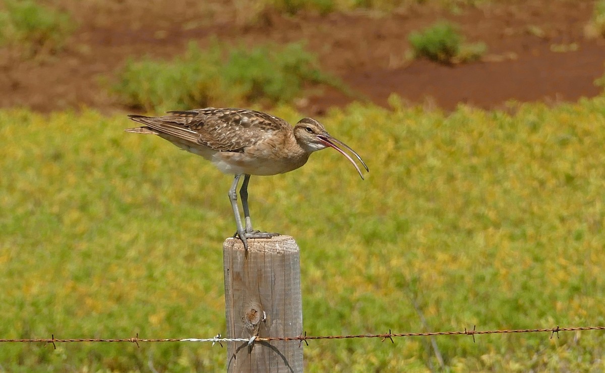 Bristle-thighed Curlew - Walter Oshiro