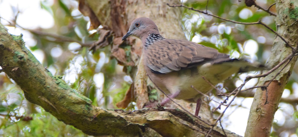 Spotted Dove - ML72645881