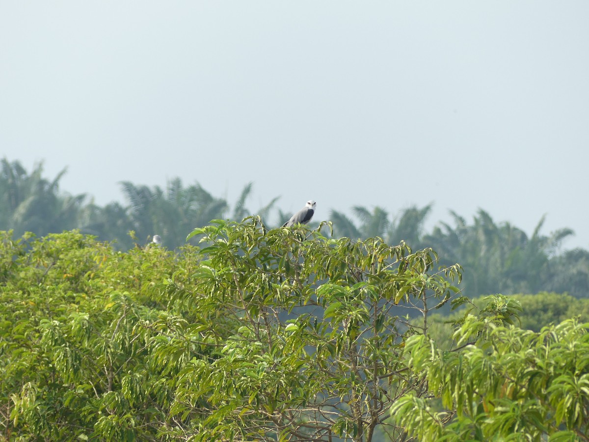 Black-winged Kite - Yeo Yee Ling