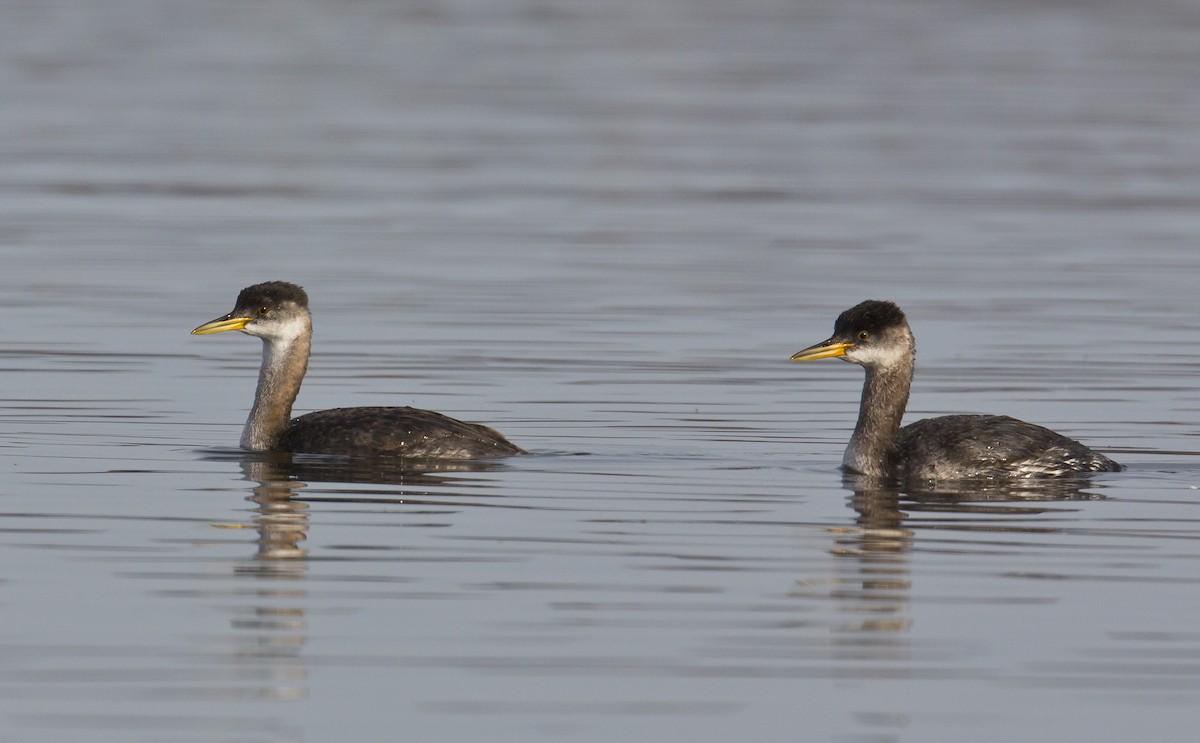 Red-necked Grebe - ML72647201