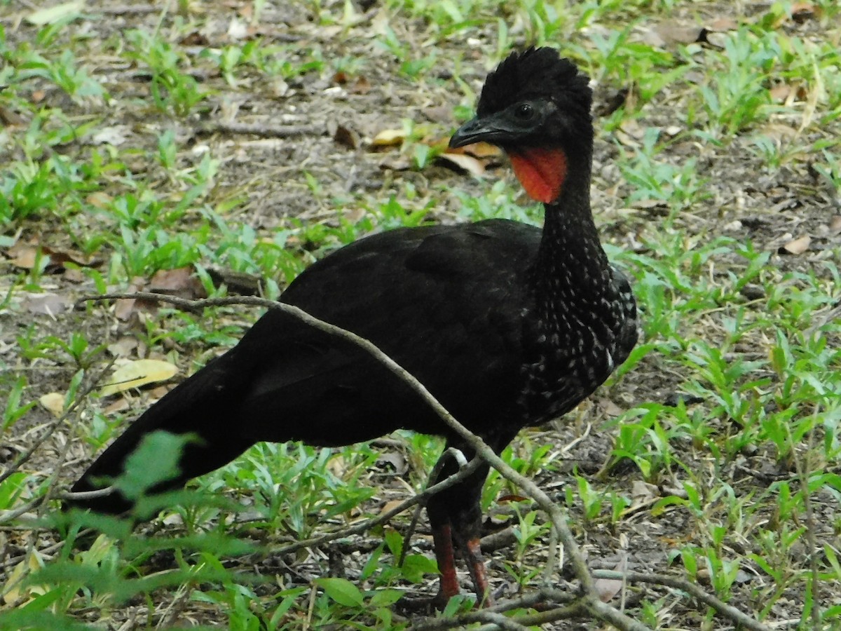Crested Guan - ML72648891