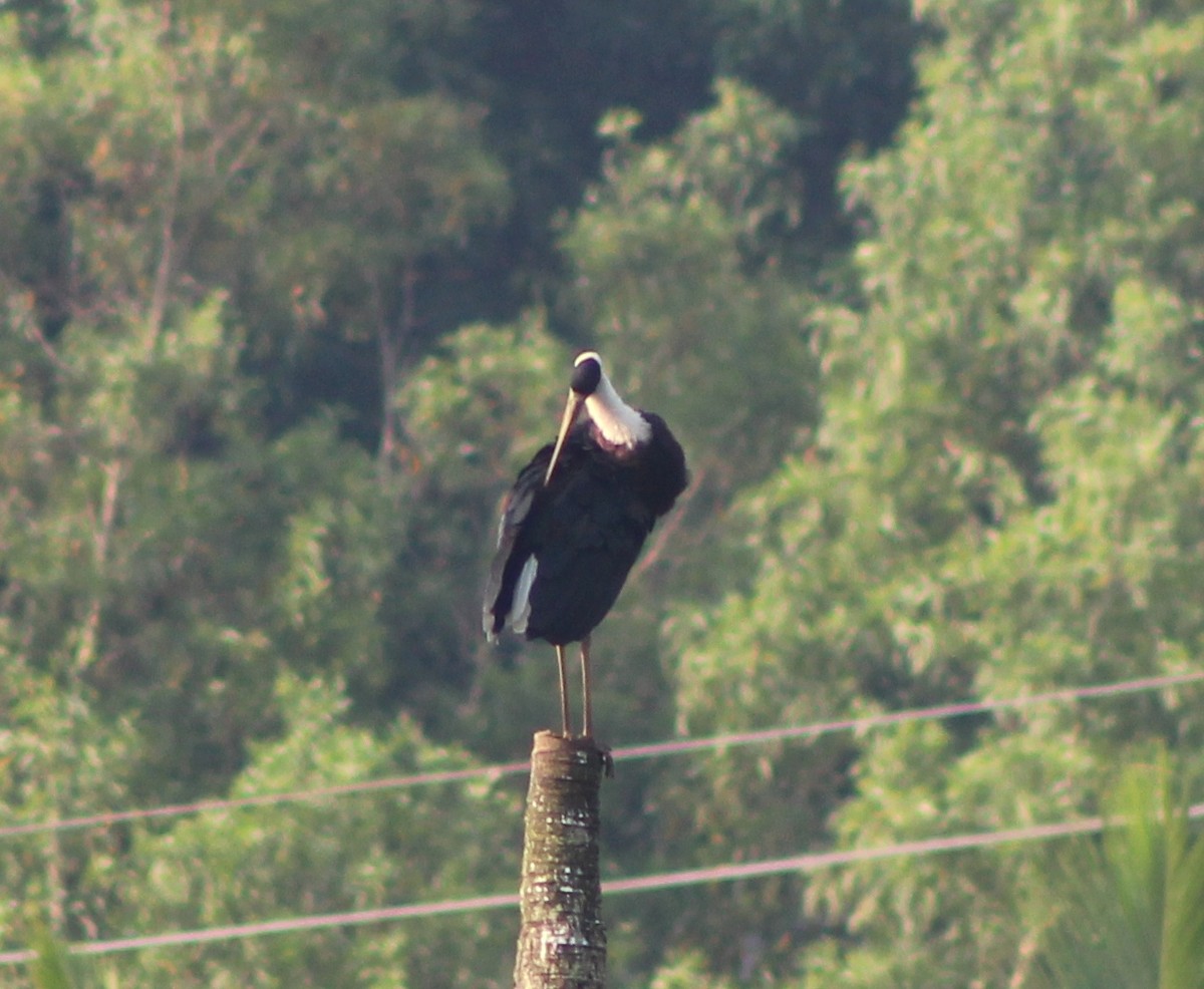 Asian Woolly-necked Stork - Mohanan Choron