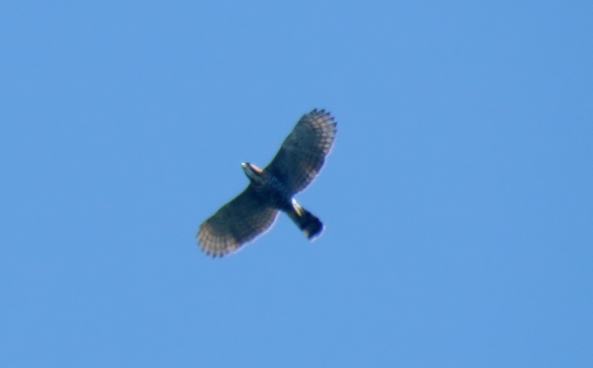 Ornate Hawk-Eagle - Edison🦉 Ocaña