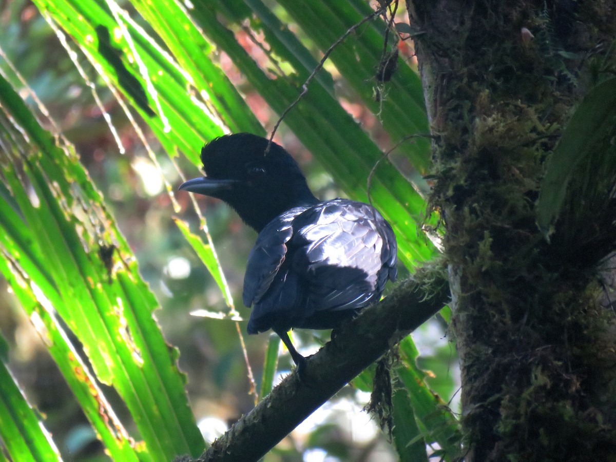 Long-wattled Umbrellabird - Edison🦉 Ocaña