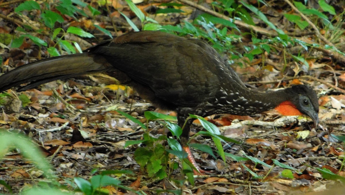 Crested Guan - ML72650181