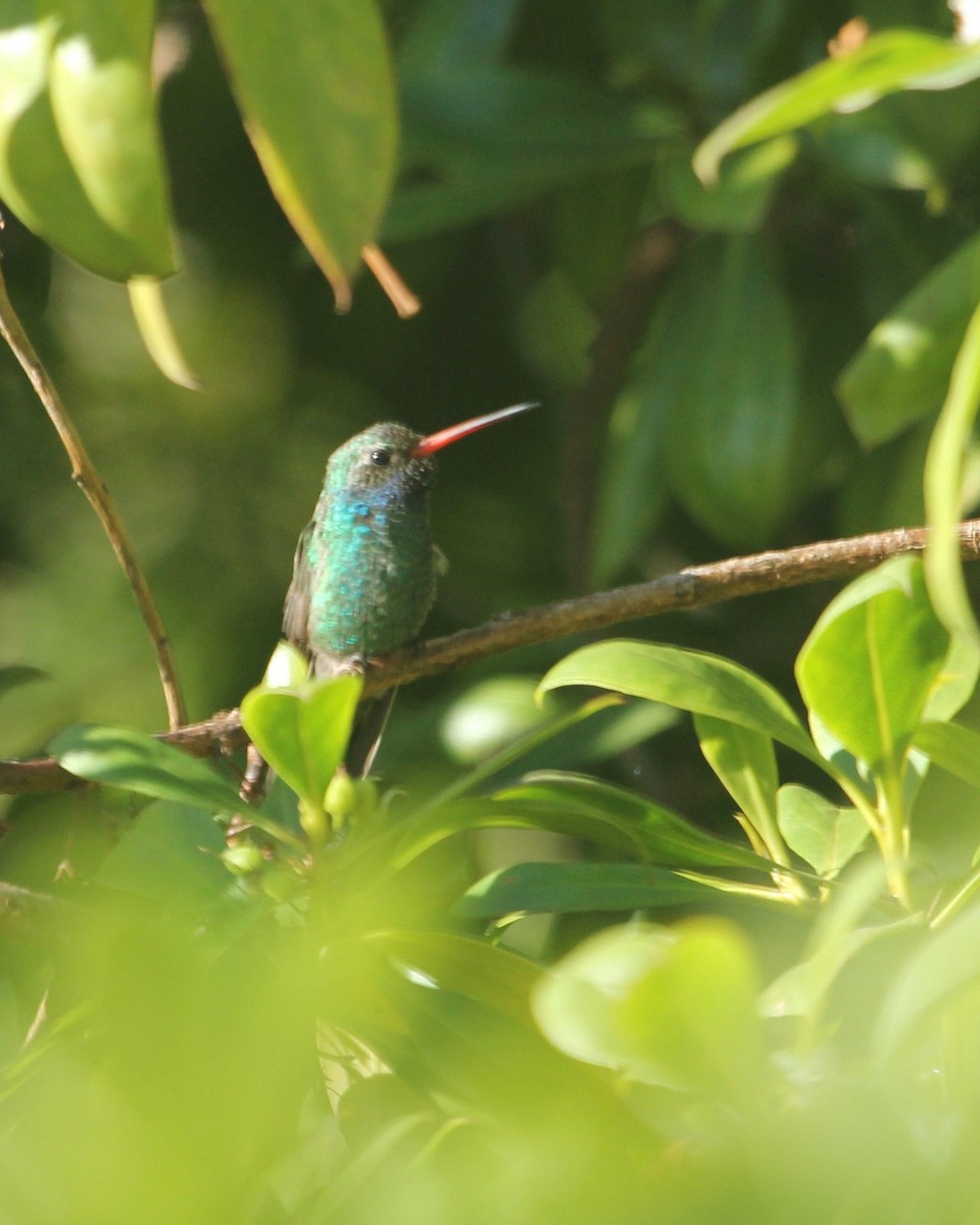 Broad-billed Hummingbird - Steve Rovell