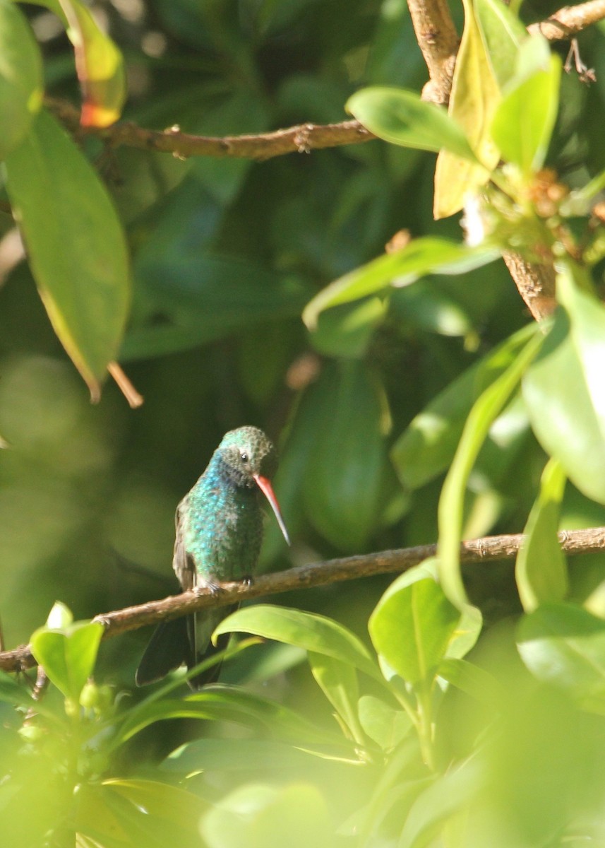 Broad-billed Hummingbird - Steve Rovell