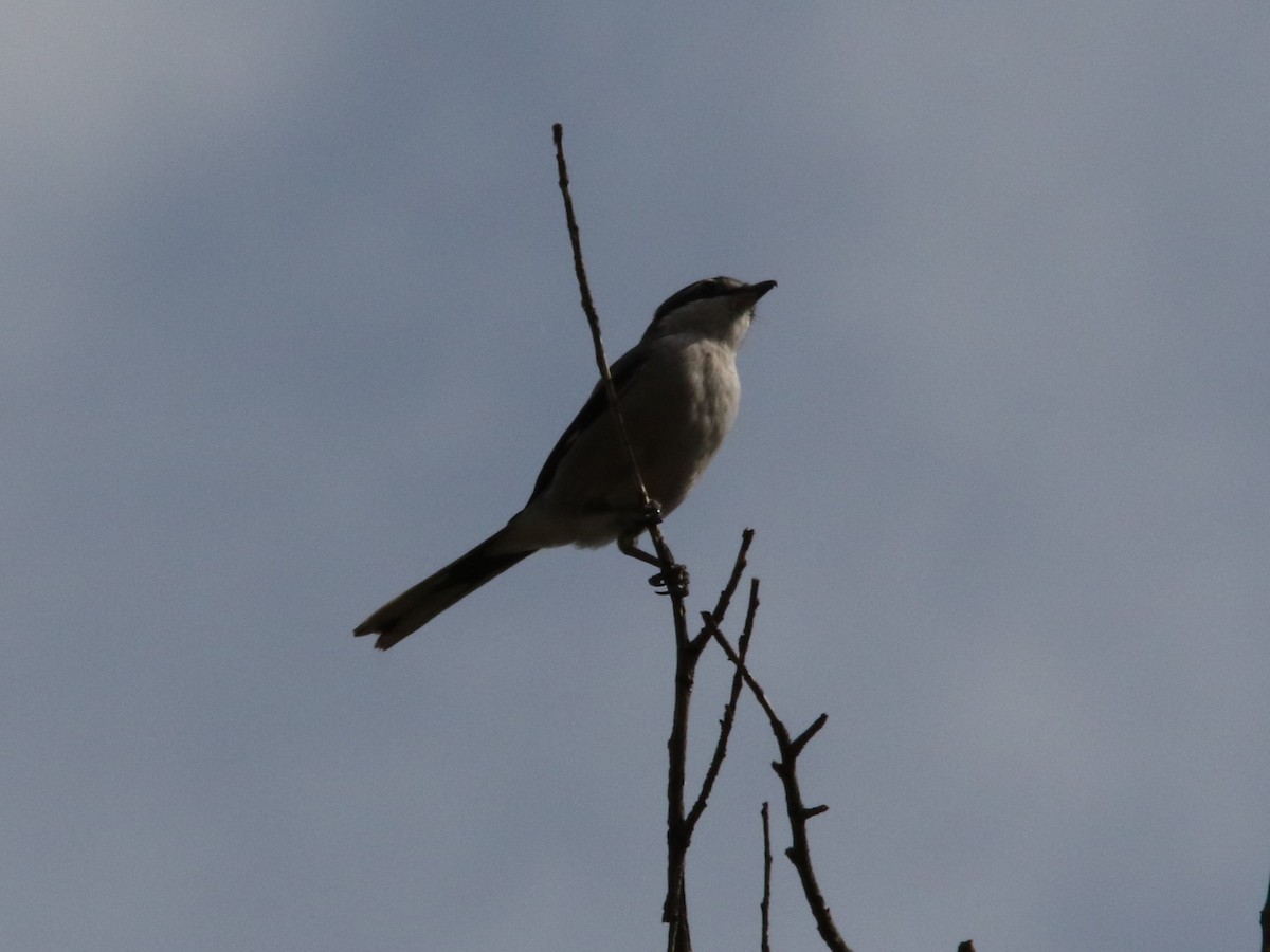 Iberian Gray Shrike - ML72655211
