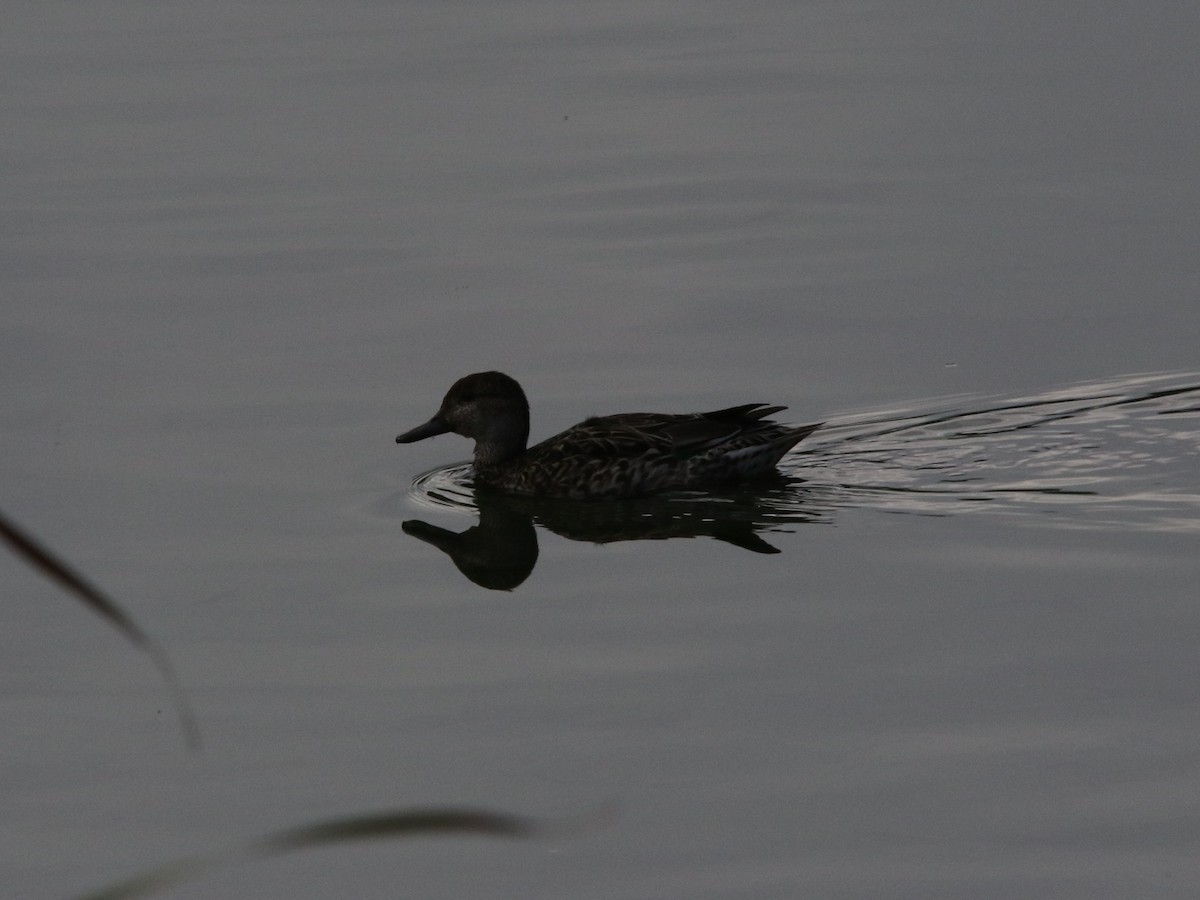 Green-winged Teal - ML72655321