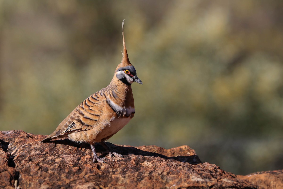 Spinifex Pigeon - Ged Tranter