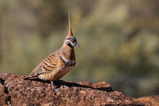 Spinifex Pigeon, ML72655771