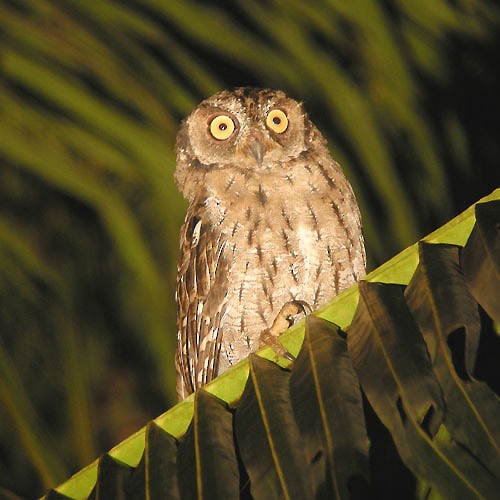 Moluccan Scops-Owl (Moluccan) - ML726558