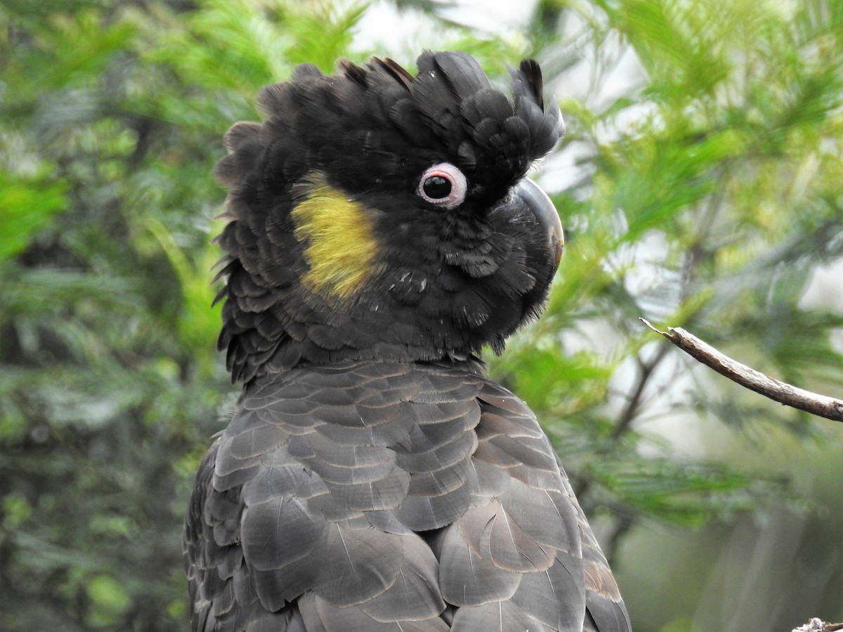 Yellow-tailed Black-Cockatoo - Ken Crawley