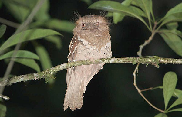 Philippine Frogmouth - ML726574