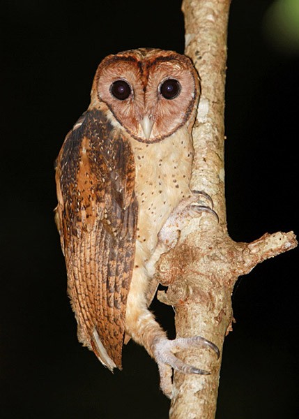 Minahasa Masked-Owl - ML726593