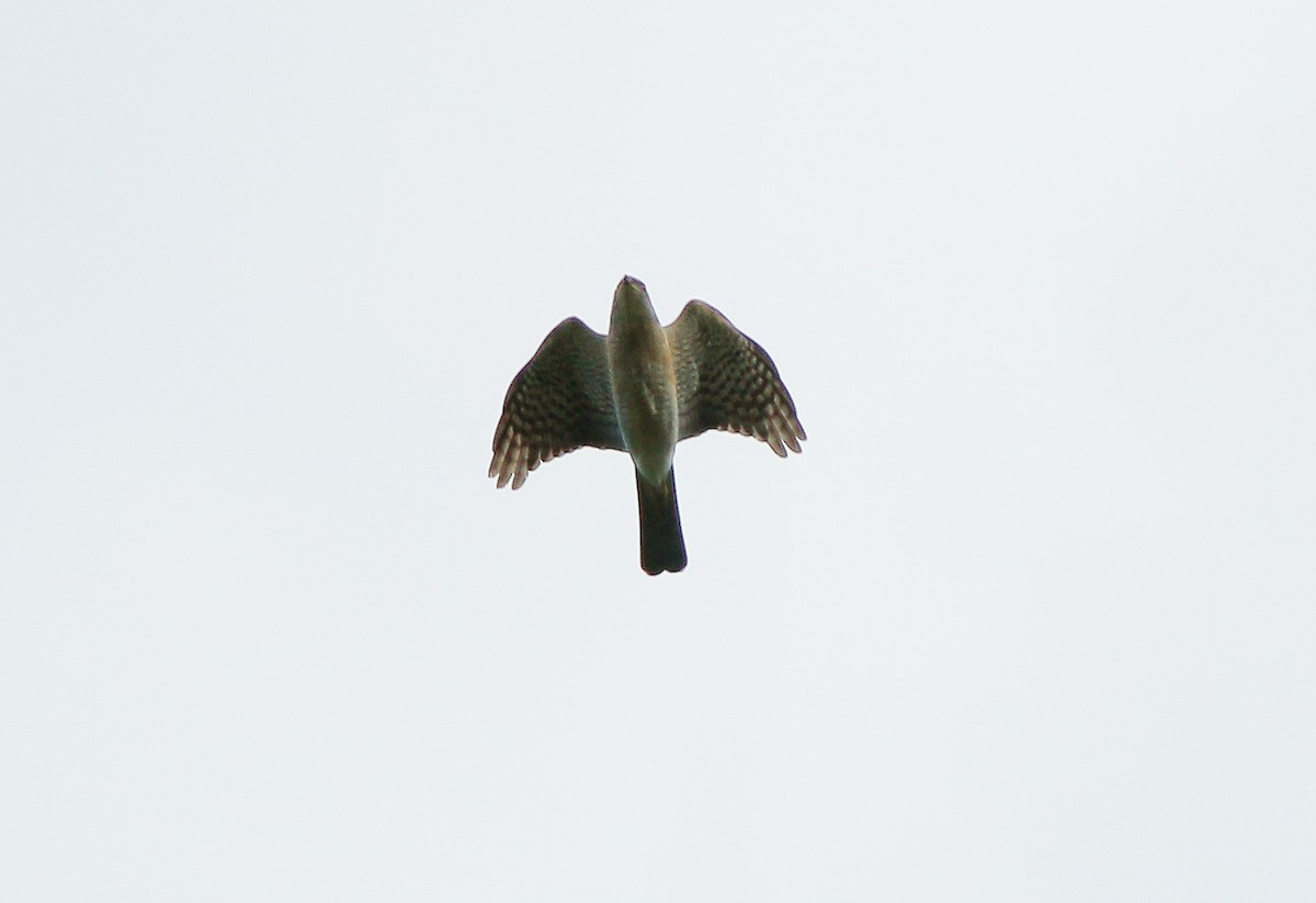 Japanese Sparrowhawk - Neoh Hor Kee