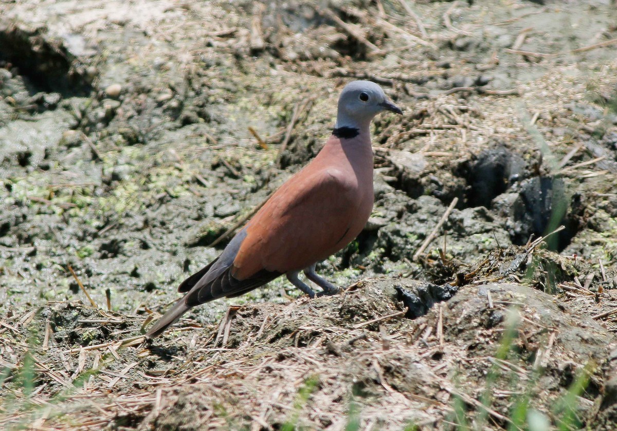 Red Collared-Dove - ML72661101
