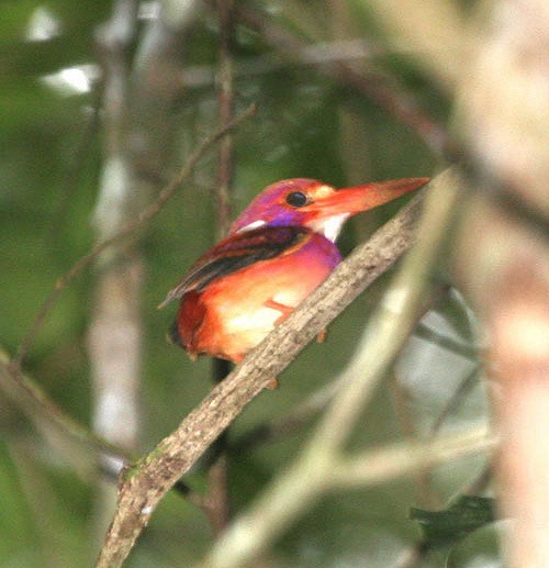 Philippine Dwarf-Kingfisher - ML726612