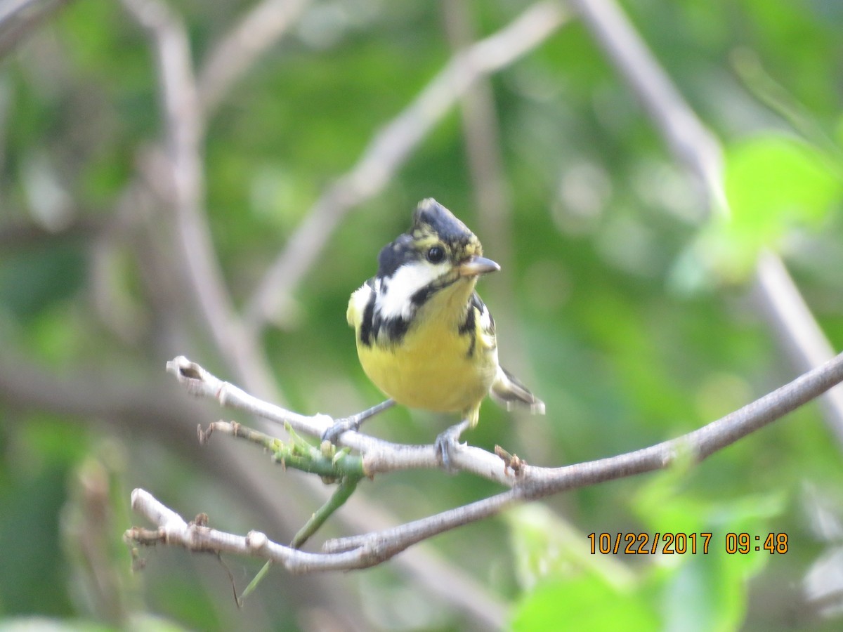 Yellow-bellied Tit - You-Cheng  Chen