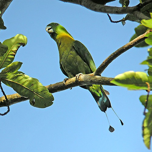 Yellow-breasted Racquet-tail - ML726623