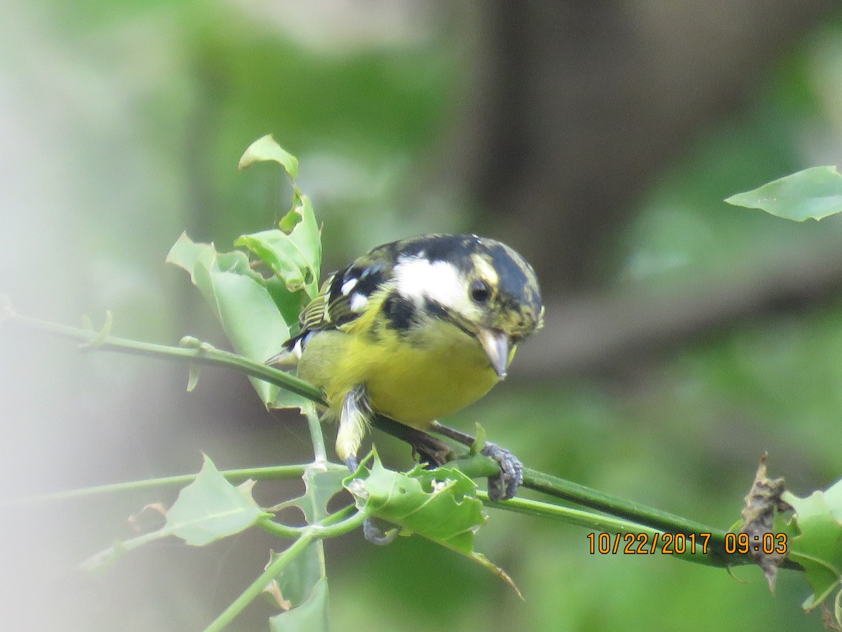 Yellow-bellied Tit - You-Cheng  Chen
