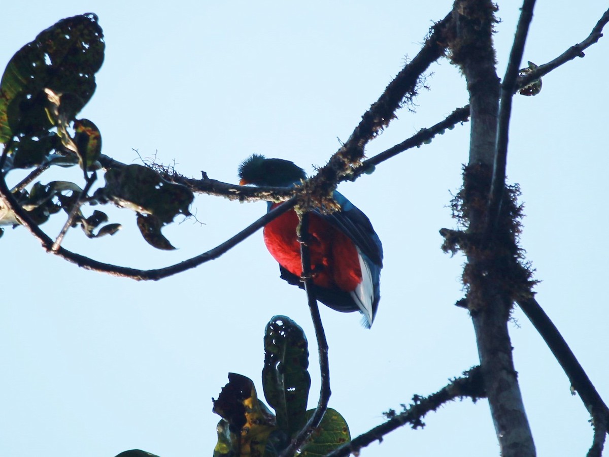 Crested Quetzal - ML72663021