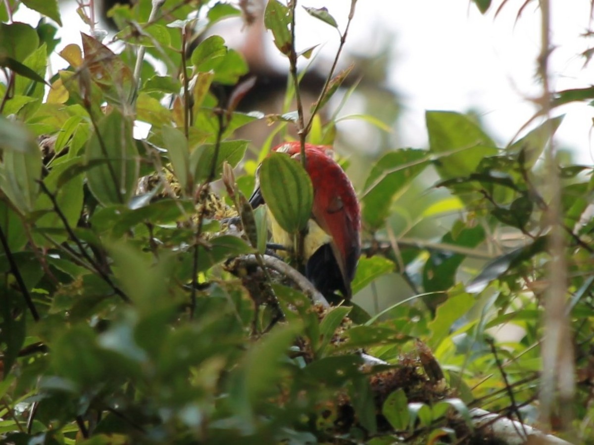Crimson-mantled Woodpecker - Rutger Koperdraad
