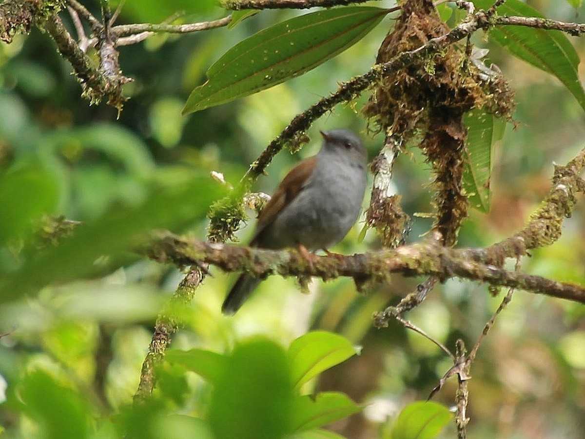 Andean Solitaire - ML72663301