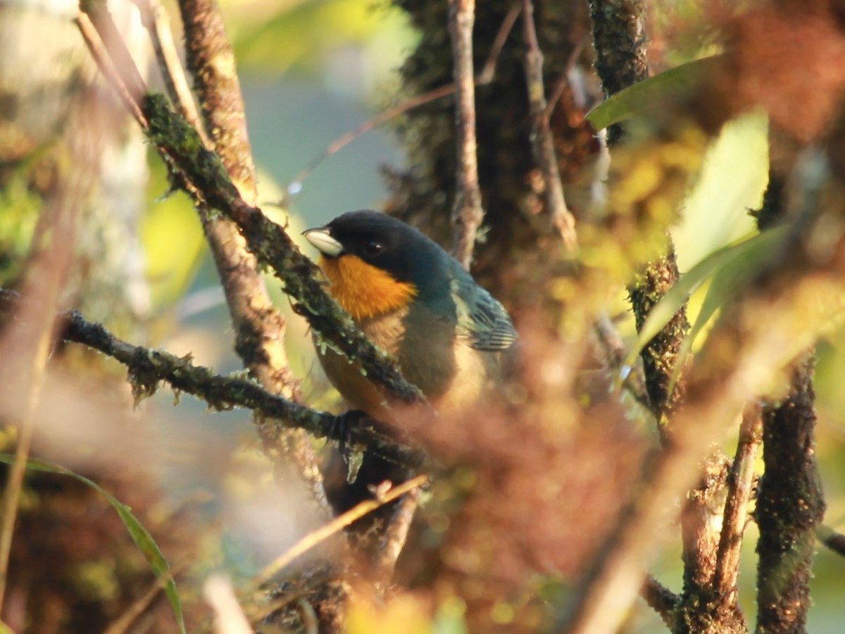 Yellow-throated Tanager - ML72663311