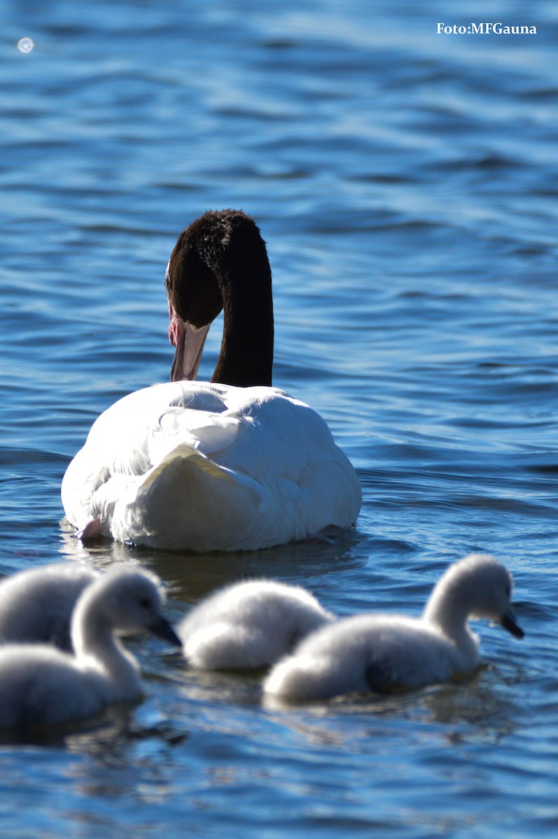Black-necked Swan - ML72663671