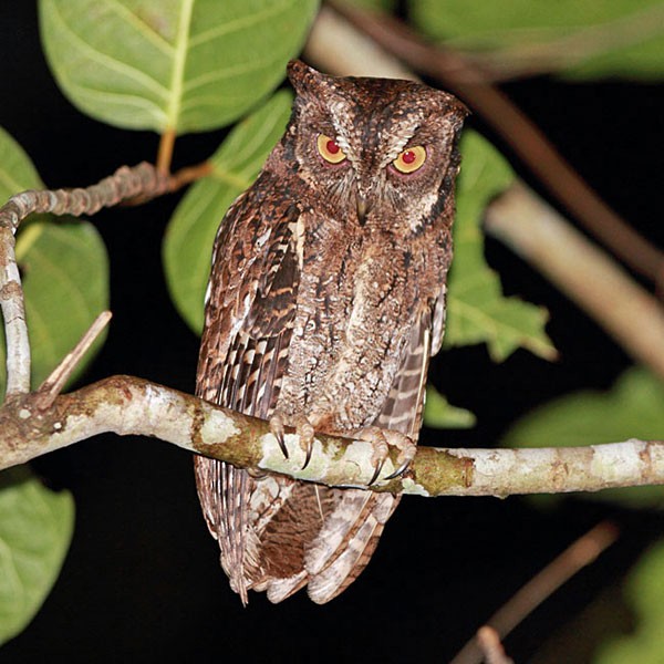 Owl on a branch. - Moluccan Scops-Owl (Moluccan) - 