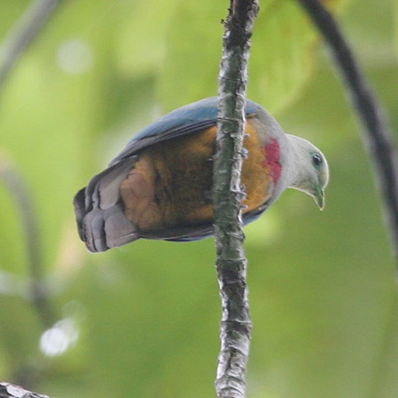 Scarlet-breasted Fruit-Dove - ML726640