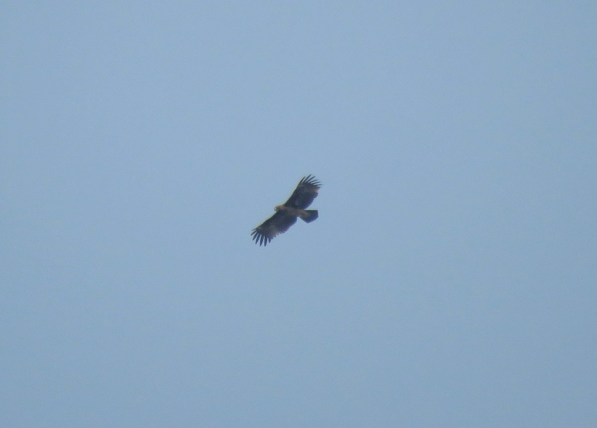 Indian Spotted Eagle - ML72664541