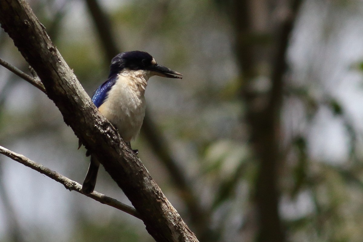 Forest Kingfisher - Chris A