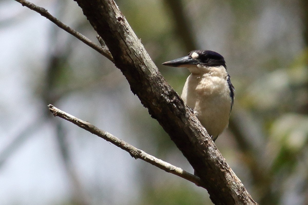 Forest Kingfisher - Chris A